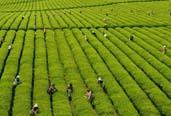 臺灣茶農(nóng)熱衷考大陸評茶員